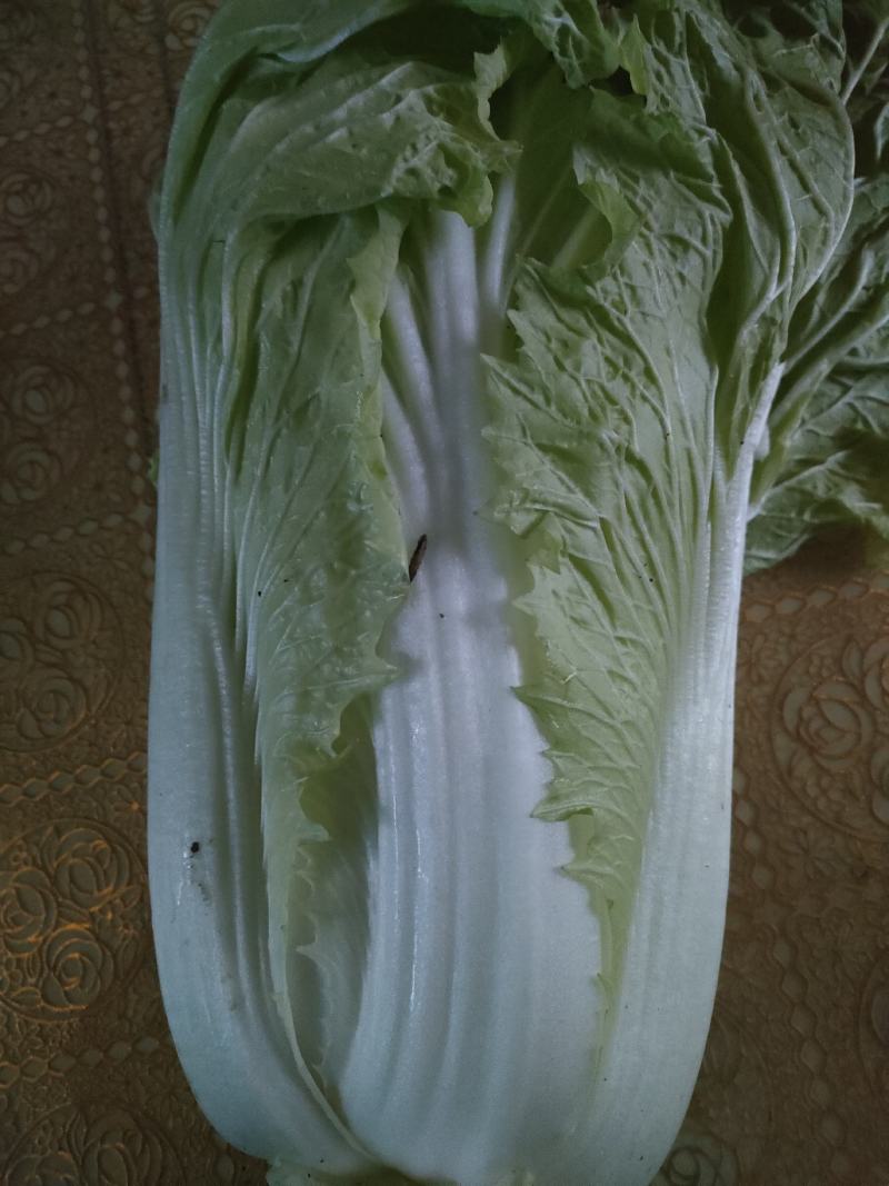 爆头大白菜，保质保量，一手货源，没中间差价实力代收处