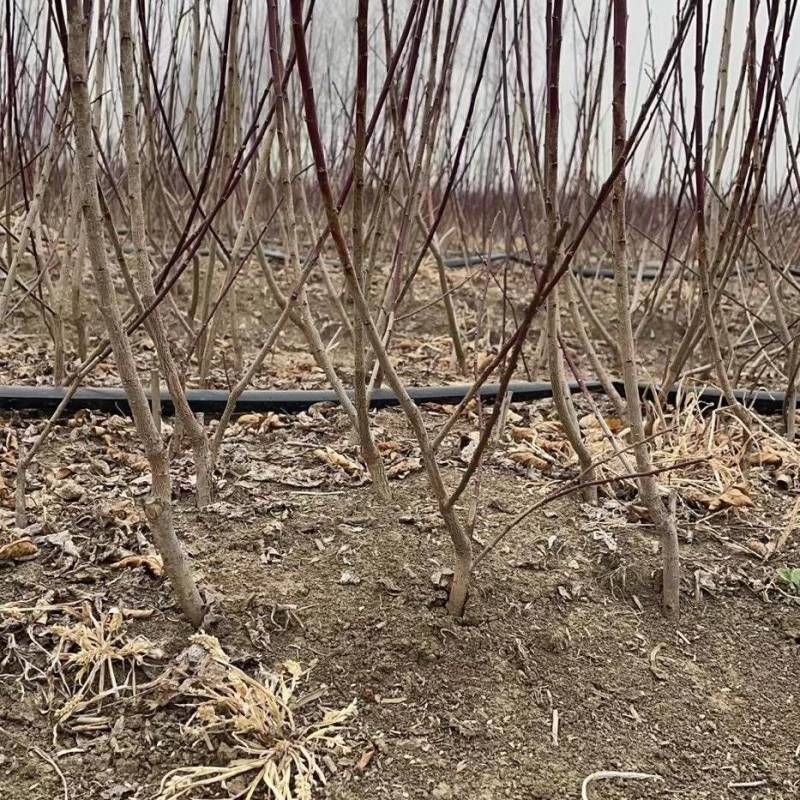 梅花小苗，红须朱砂梅，绿梅小苗，红梅小苗，龙游梅小苗
