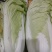 爆头大白菜，保质保量，一手货源，没中间差价实力代收处