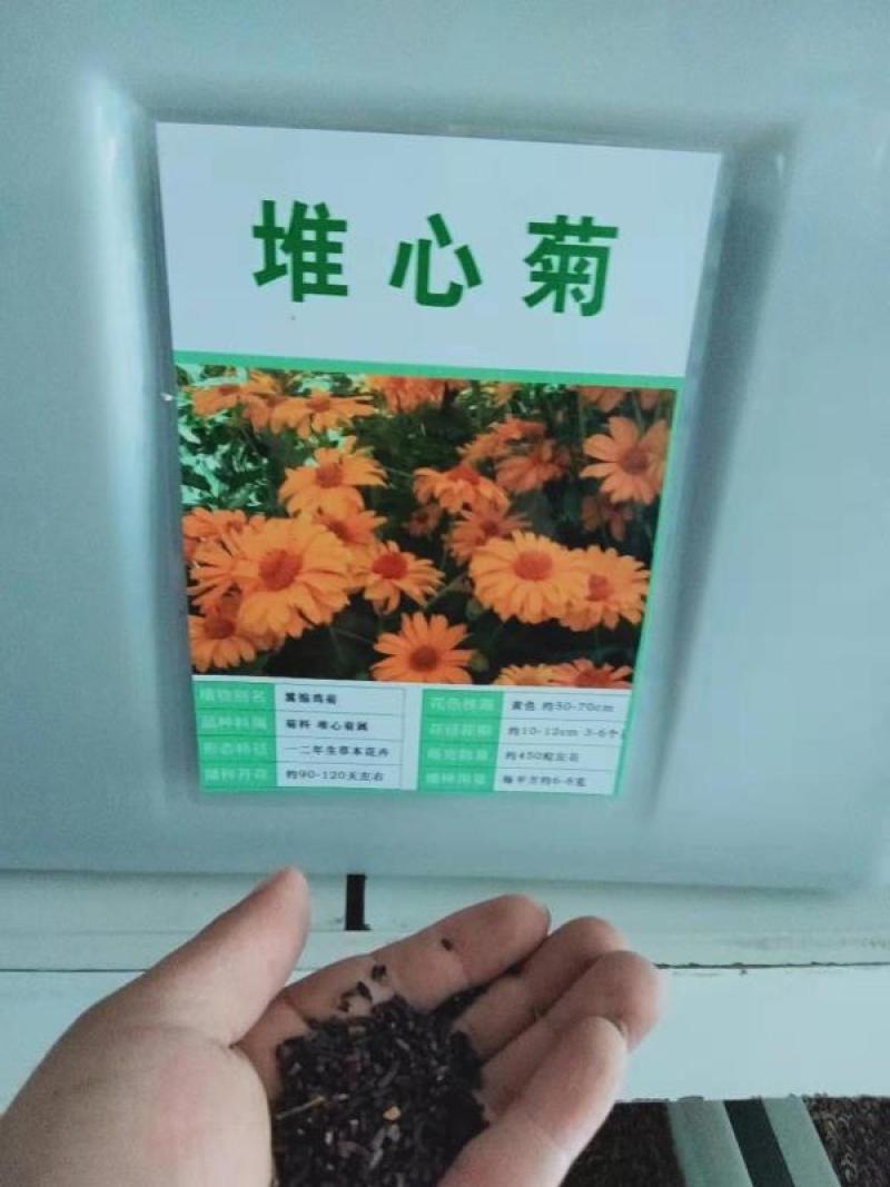 绣线菊种子野菊花花卉种子堆心菊种子花海种植景观绿化