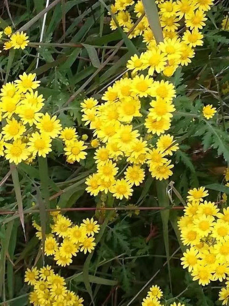绣线菊种子野菊花花卉种子堆心菊种子花海种植景观绿化