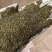 绣线菊种子野菊花花卉种子堆心菊种子花海种植景观绿化