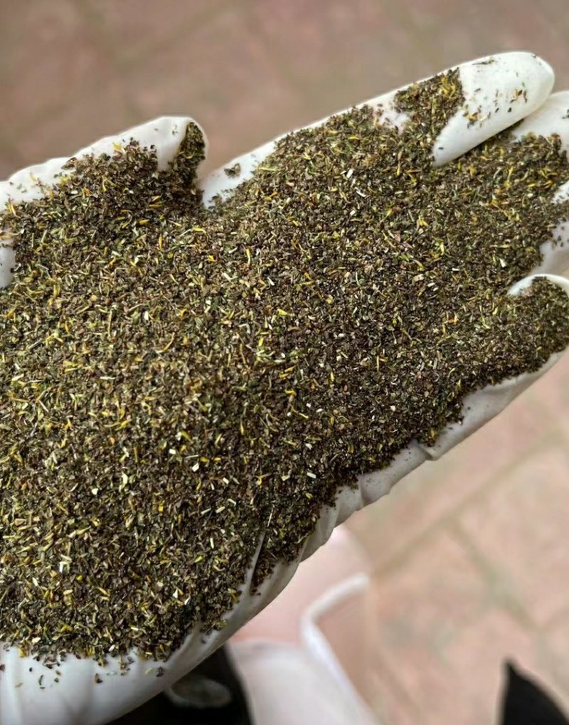 绣线菊种子野菊花花卉种子堆心菊种子花海种植景观绿化