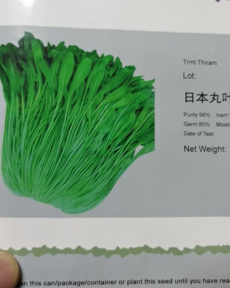 日本丸叶壬生菜种子玉丝菜特菜籽大田种植四季野菜