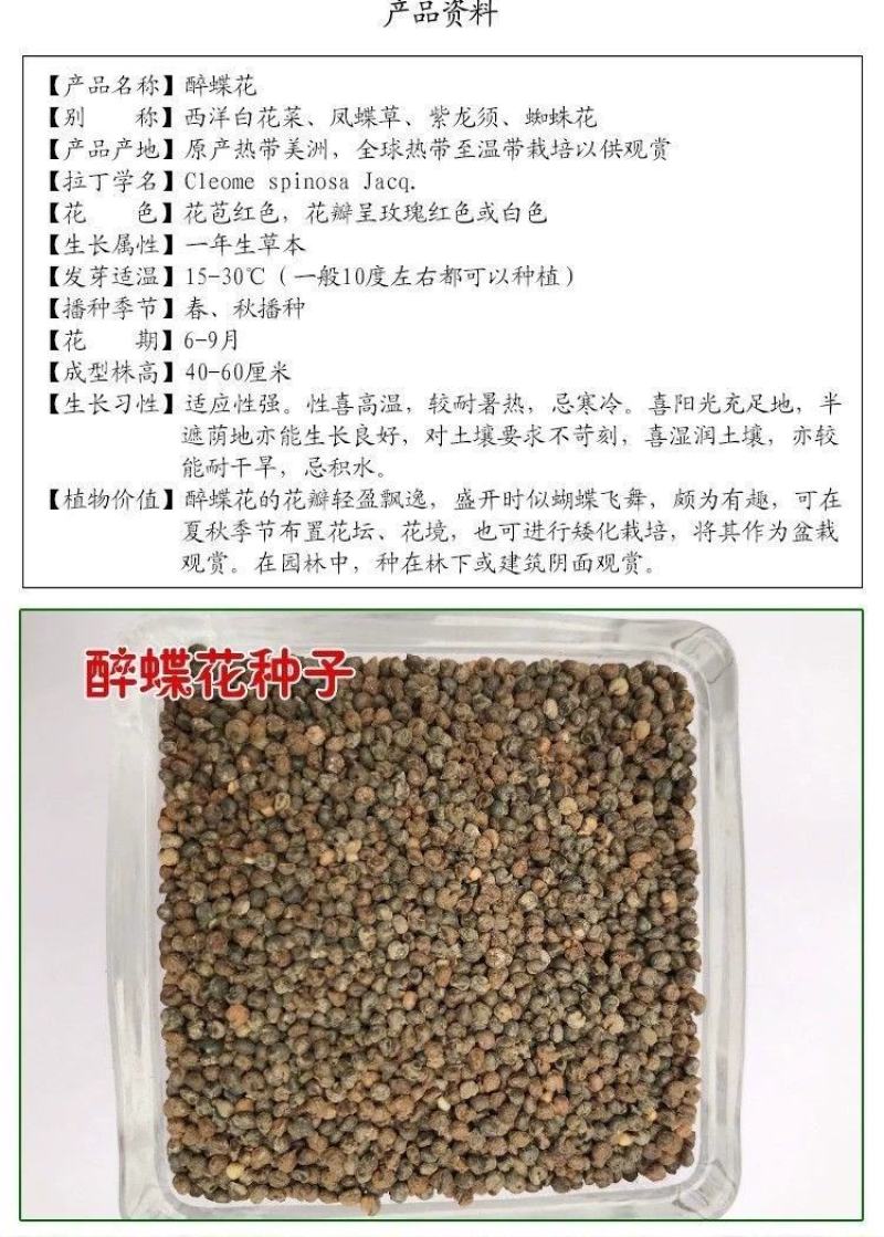 美人醉蝶花种子四季种植园林绿化易活蜜源凤蝶草花卉种籽子
