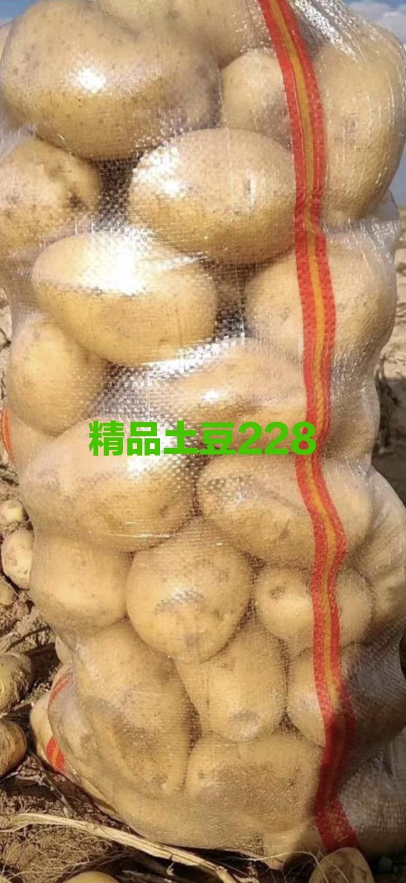 三优白心土豆（226丽薯6号228布尔班克V8沃土5号）