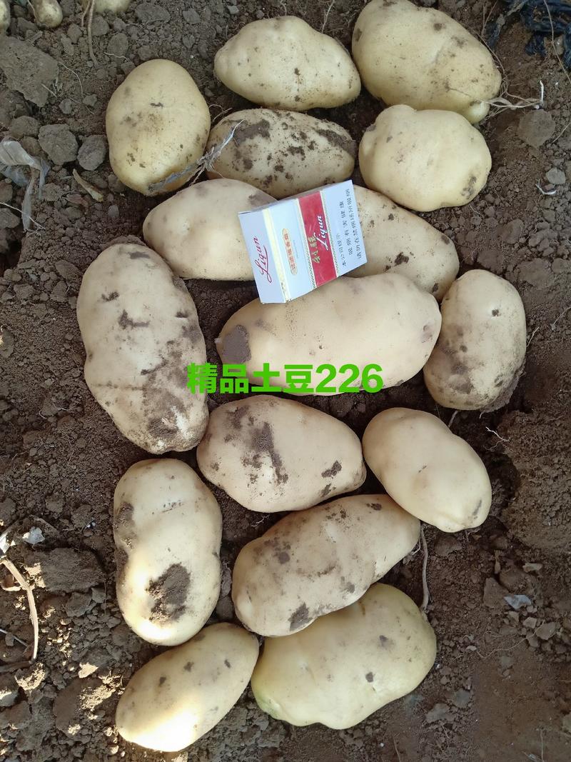 三优白心土豆（226丽薯6号228布尔班克V8沃土5号）