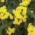野菊花种子可药用泡茶喝山坡公园绿化等四季种花草种子