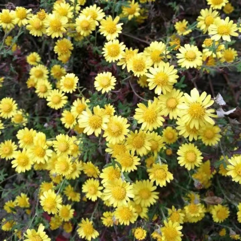 野菊花种子可药用泡茶喝山坡公园绿化等四季种花草种子