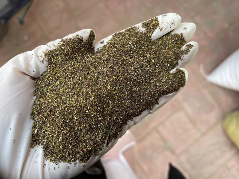 野菊花种子可药用泡茶喝山坡公园绿化等四季种花草种子