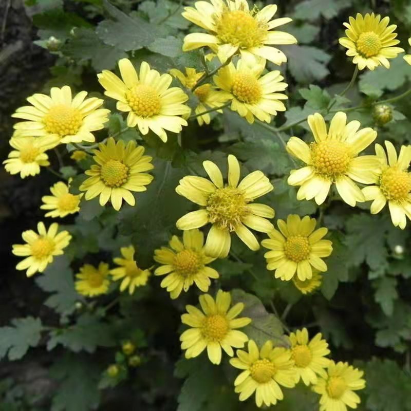 野菊花种子可药用泡茶喝山坡公园绿化等四季种花草种子