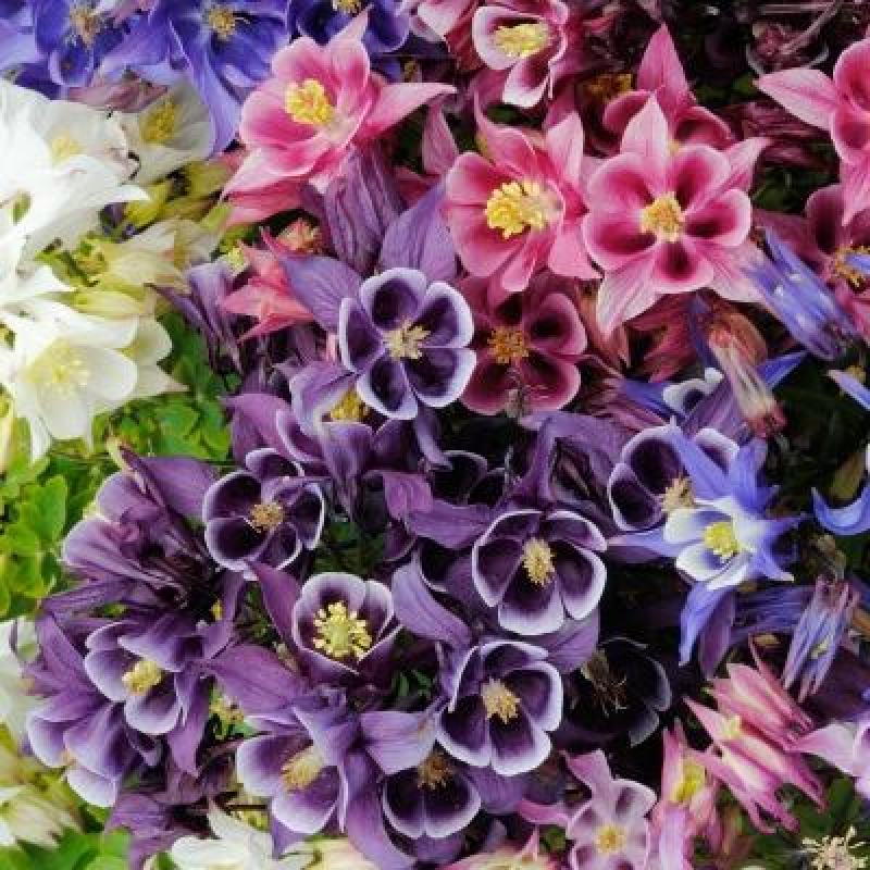 重瓣耧斗菜花种子四季多年生漏斗菜猫爪花种子花卉种籽子