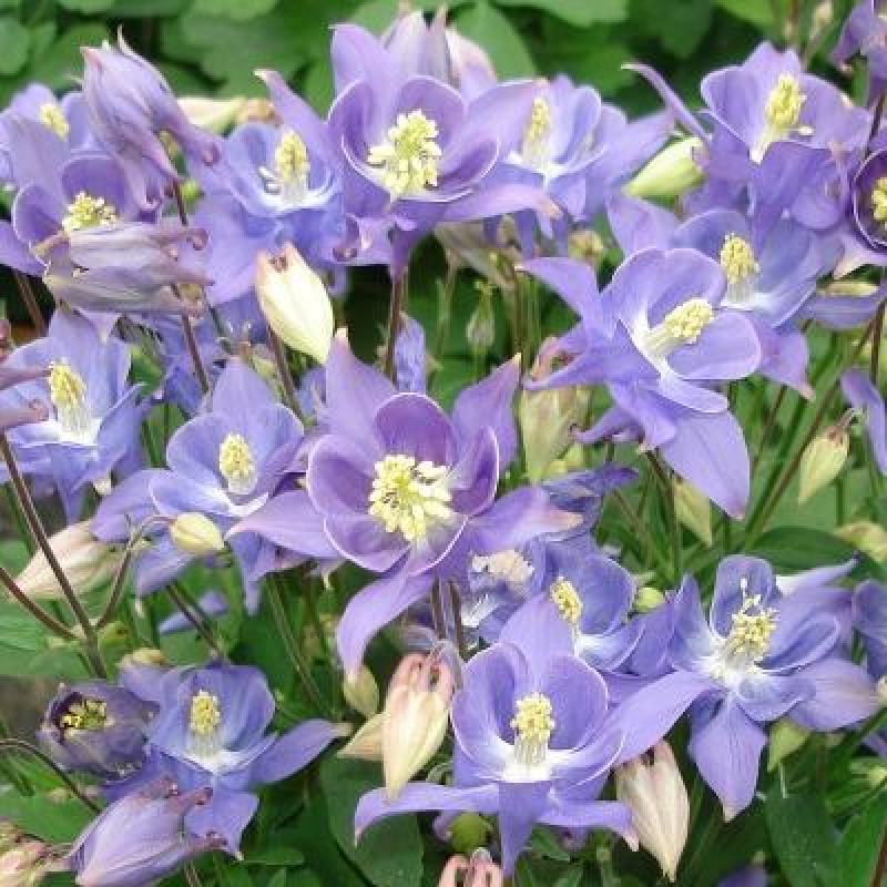 重瓣耧斗菜花种子四季多年生漏斗菜猫爪花种子花卉种籽子