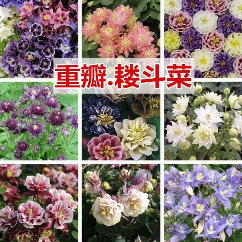 重瓣耧斗菜花种子四季多年生漏斗菜猫爪花种子花卉种籽子