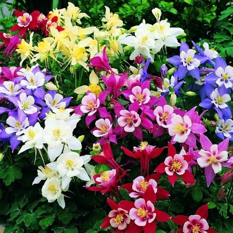 重瓣耧斗菜花种子四季多年生漏斗菜猫爪花种子花卉种籽子