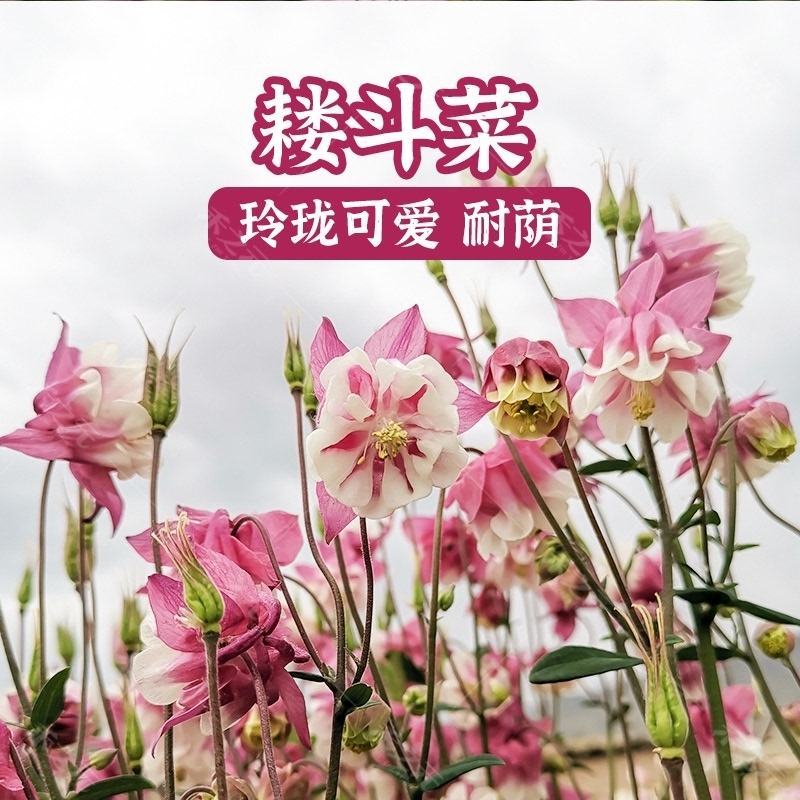 重瓣耧斗菜花种子四季多年生漏斗菜猫爪花种子花卉种籽子