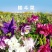 重瓣耧斗菜花种子四季多年生漏斗菜猫爪花种子花卉种籽子