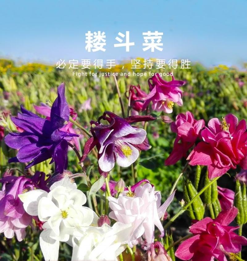 重瓣耧斗菜花种子四季多年生漏斗菜猫爪花种子花卉种籽子
