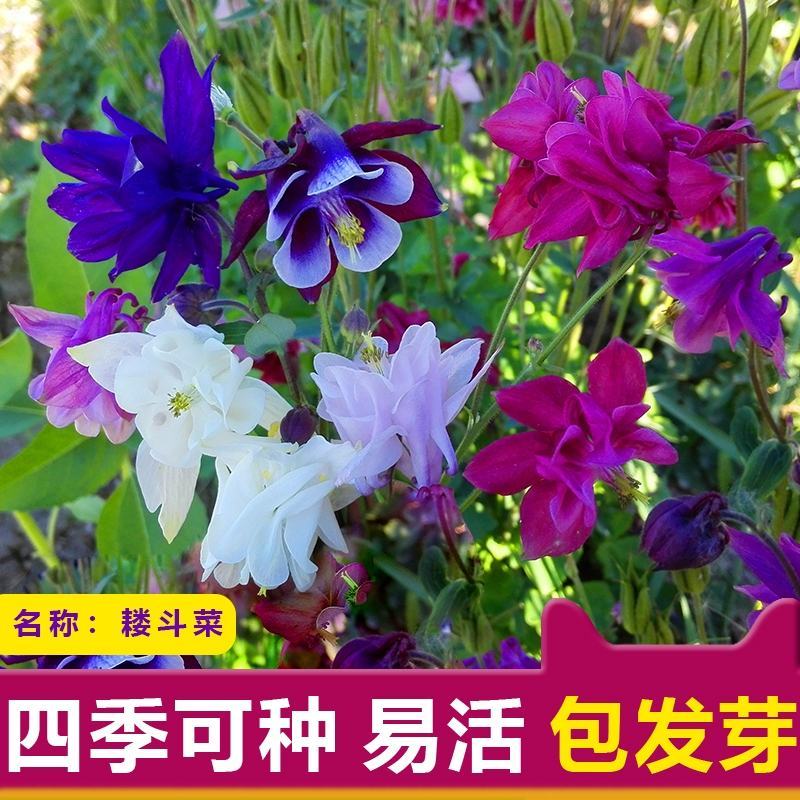 重瓣耧斗菜花种子四季多年生漏斗菜猫爪花种子花卉种籽子