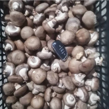 鲜香菇精品小包菇