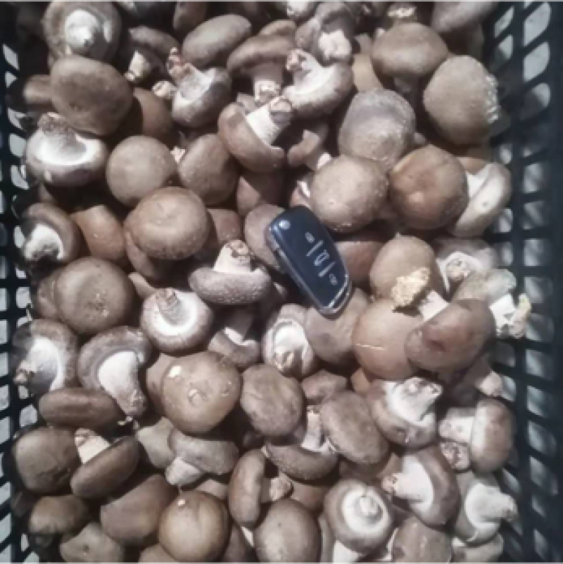 鲜香菇精品小包菇