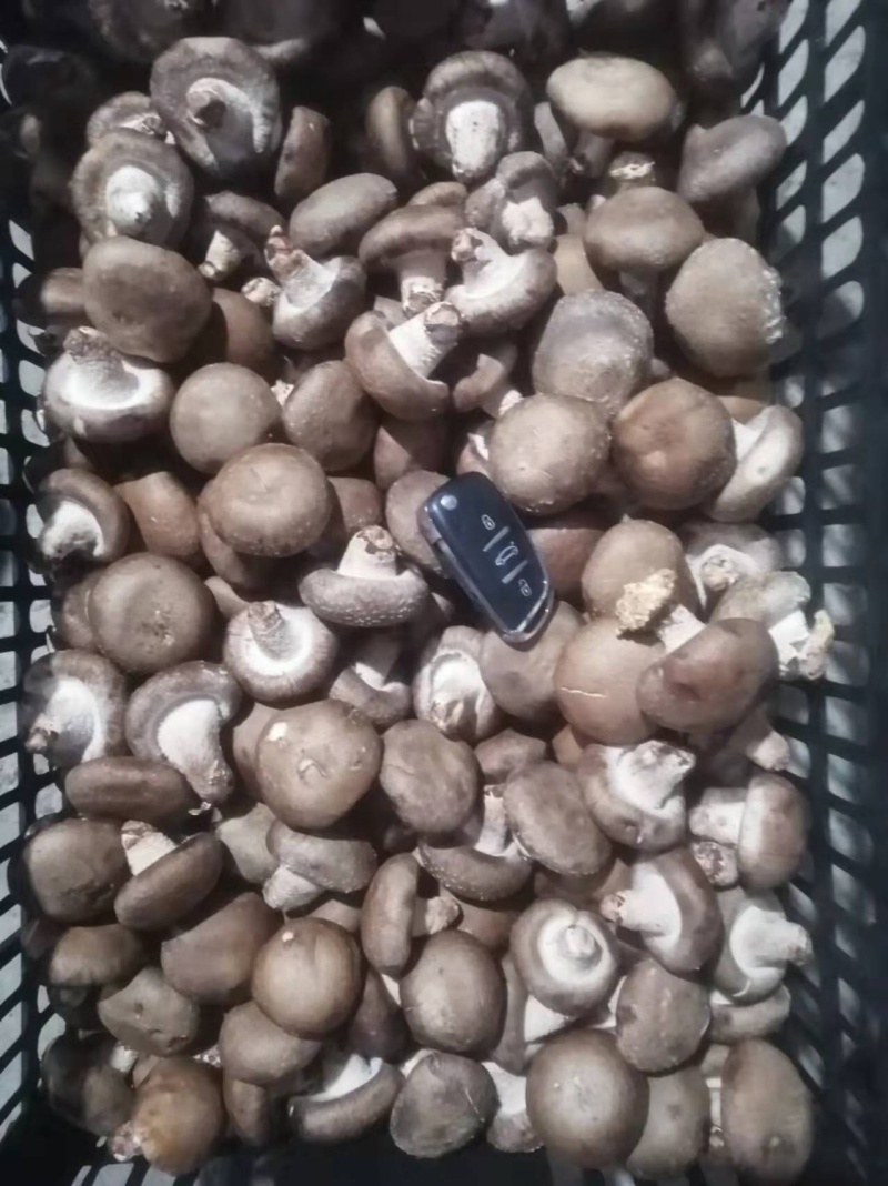 鲜香菇精品小包菇