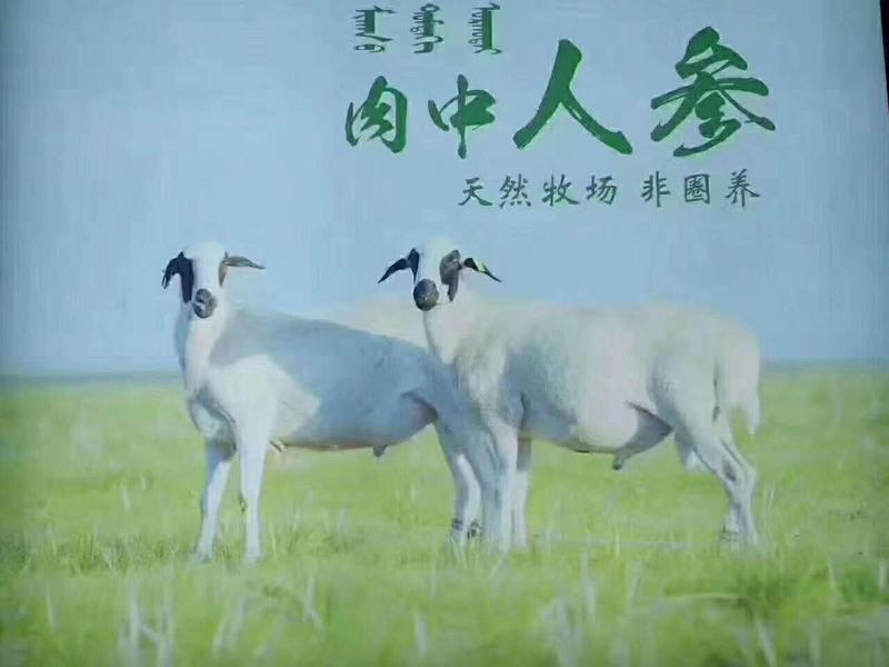 白条羊箱装白条羊（四分体、八分体）内蒙冻羊肉