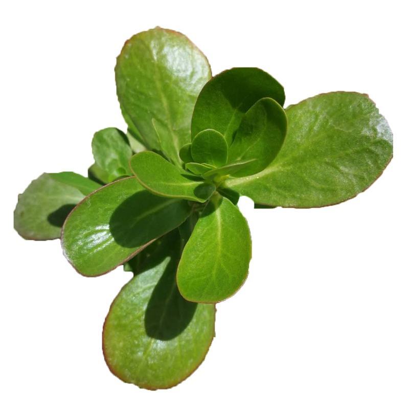 野菜马齿苋种子种籽菜籽盆栽庭院阳台地栽大田种植易种