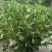 野菜马齿苋种子种籽菜籽盆栽庭院阳台地栽大田种植易种
