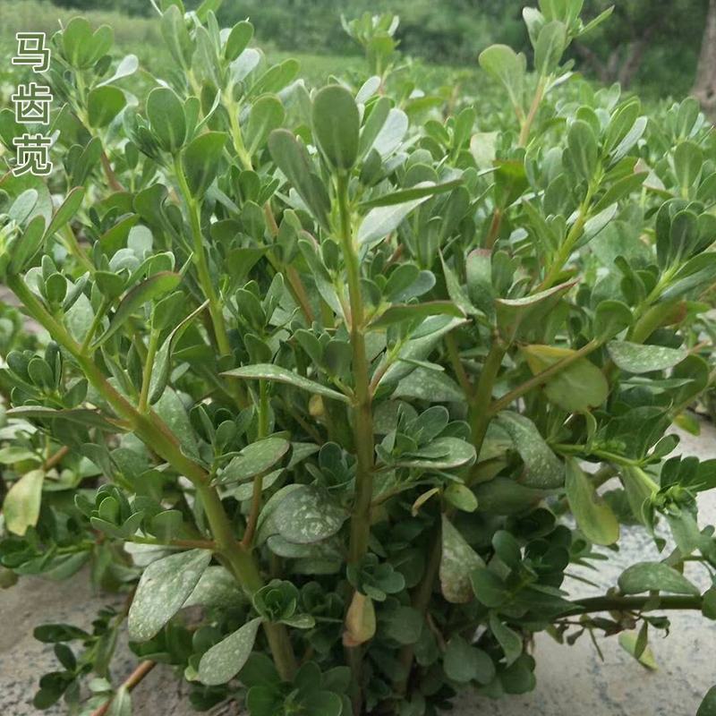 野菜马齿苋种子种籽菜籽盆栽庭院阳台地栽大田种植易种