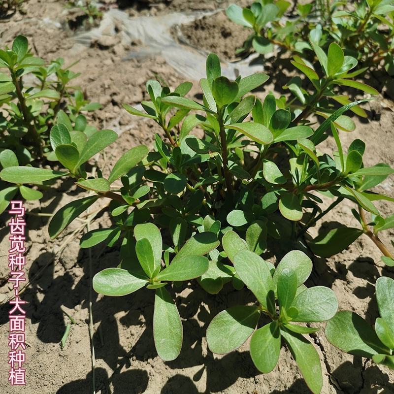 野菜马齿苋种子种籽菜籽盆栽庭院阳台地栽大田种植易种