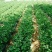 野菜马齿苋种子种籽菜籽盆栽庭院阳台地栽大田种植易种