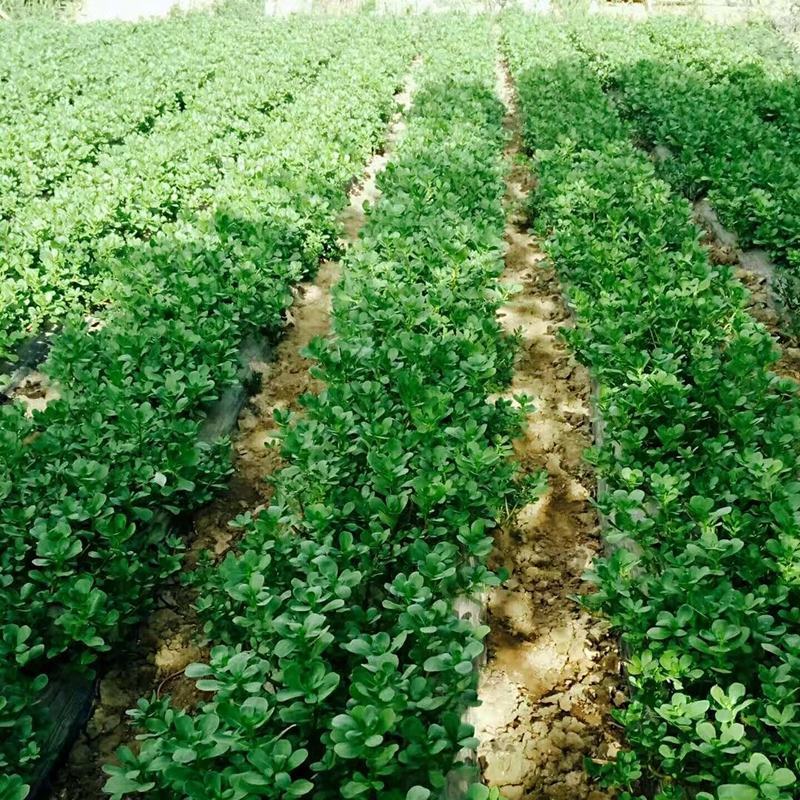 野菜马齿苋种子种籽菜籽盆栽庭院阳台地栽大田种植易种