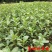 野菜马齿苋种子种籽菜籽盆栽庭院阳台地栽大田种植易种