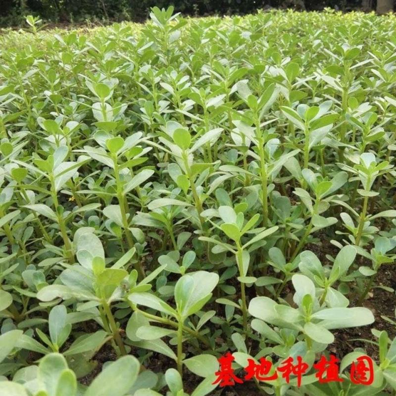 野菜马齿苋种子种籽菜籽盆栽庭院阳台地栽大田种植易种
