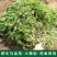 野菜马齿苋种子种籽菜籽盆栽庭院阳台地栽大田种植易种