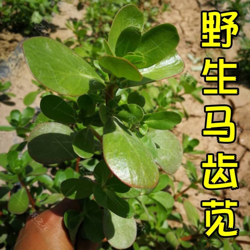 野菜马齿苋种子种籽菜籽盆栽庭院阳台地栽大田种植易种