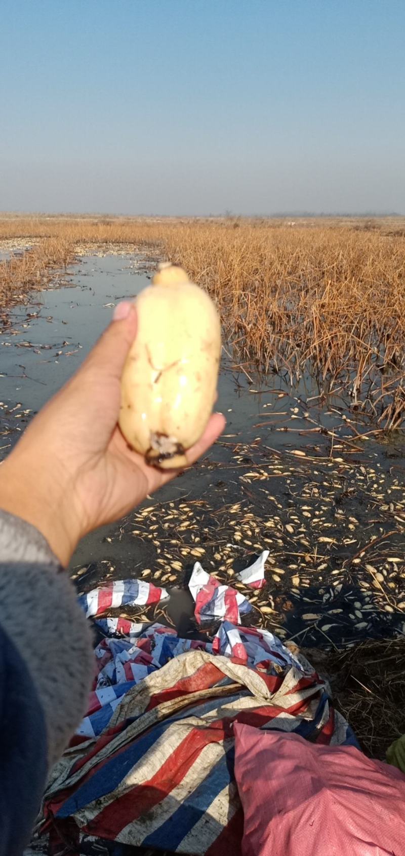 精品莲头，产地直发