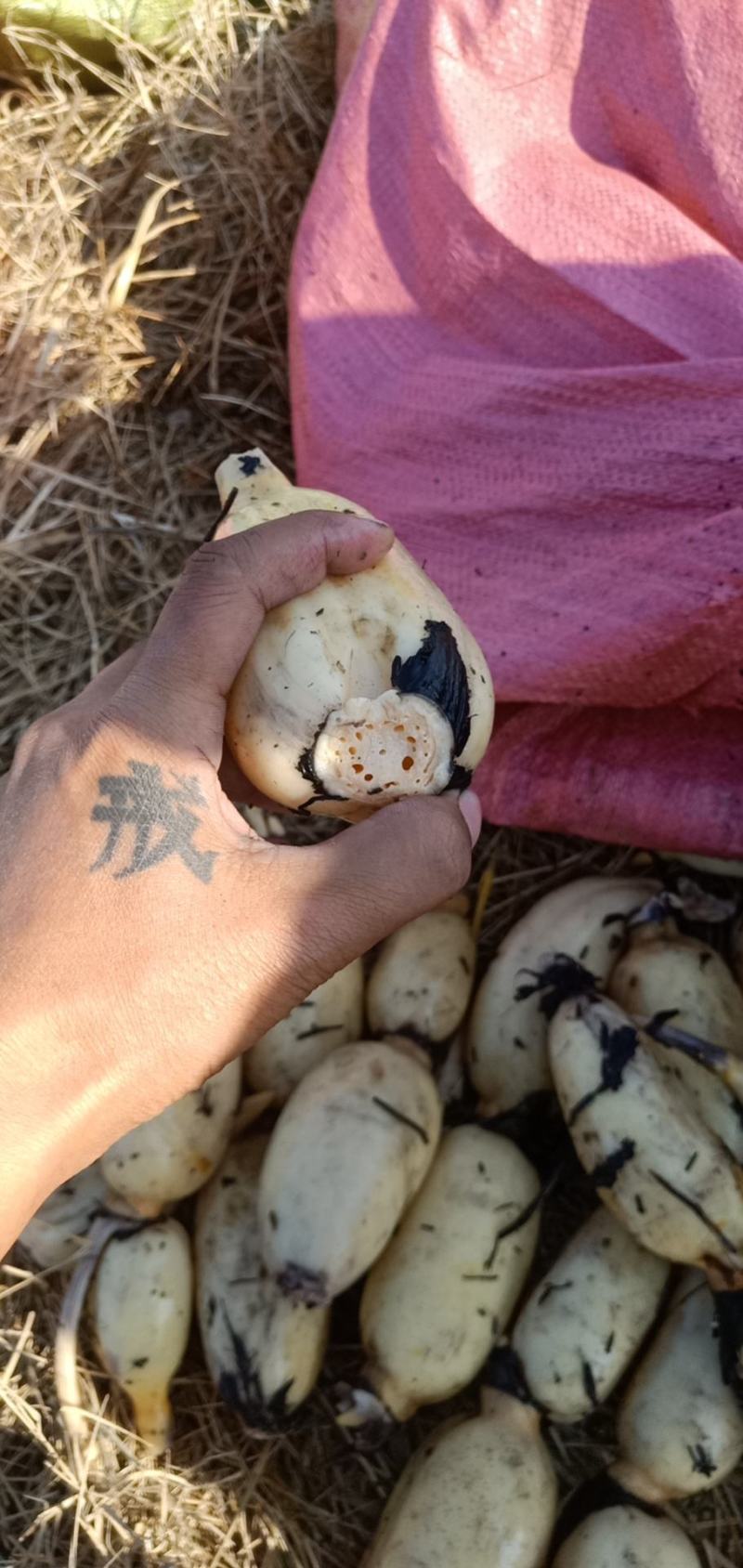 精品莲头，产地直发