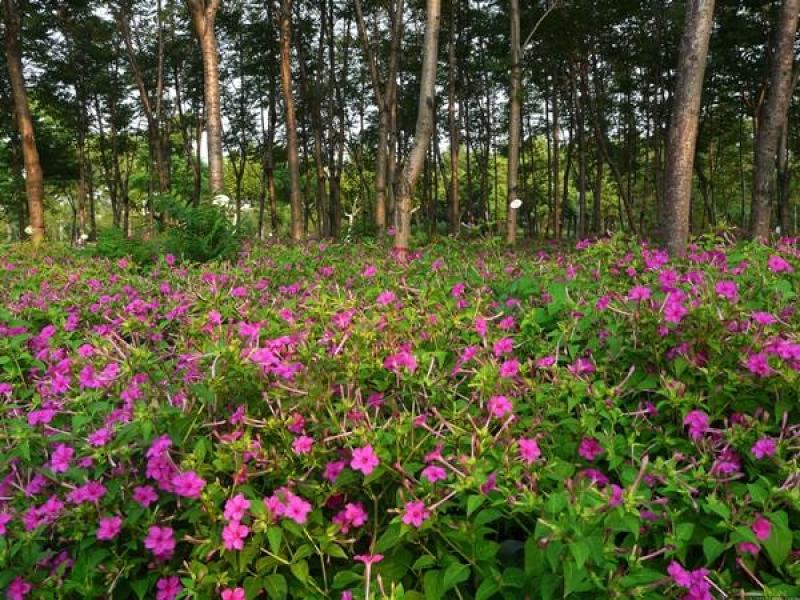 紫茉莉种子胭脂花粉豆花状元花地雷花种籽驱蚊草花种子籽