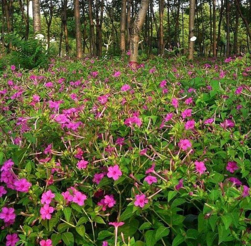 紫茉莉种子胭脂花粉豆花状元花地雷花种籽驱蚊草花种子籽