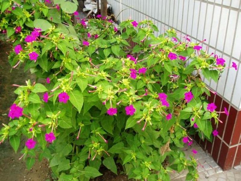 紫茉莉种子胭脂花粉豆花状元花地雷花种籽驱蚊草花种子籽