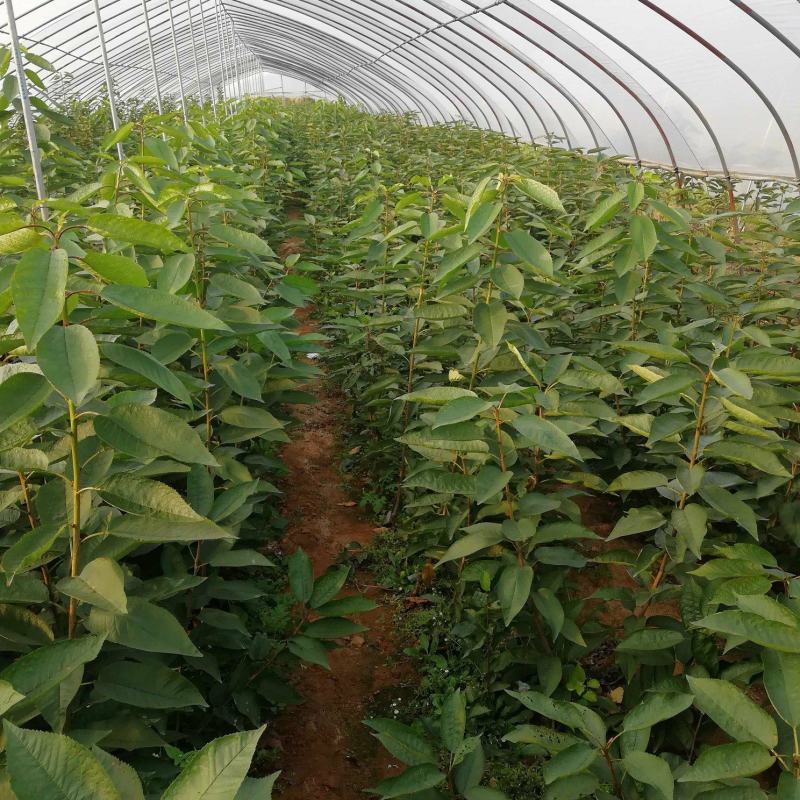 美早樱桃苗1-3年苗大棚用樱桃苗包成活矮化樱桃苗