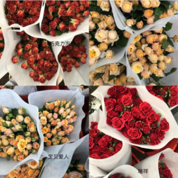 多头玫瑰花云南昆明基地直发颜色齐全现採打包新鲜到家