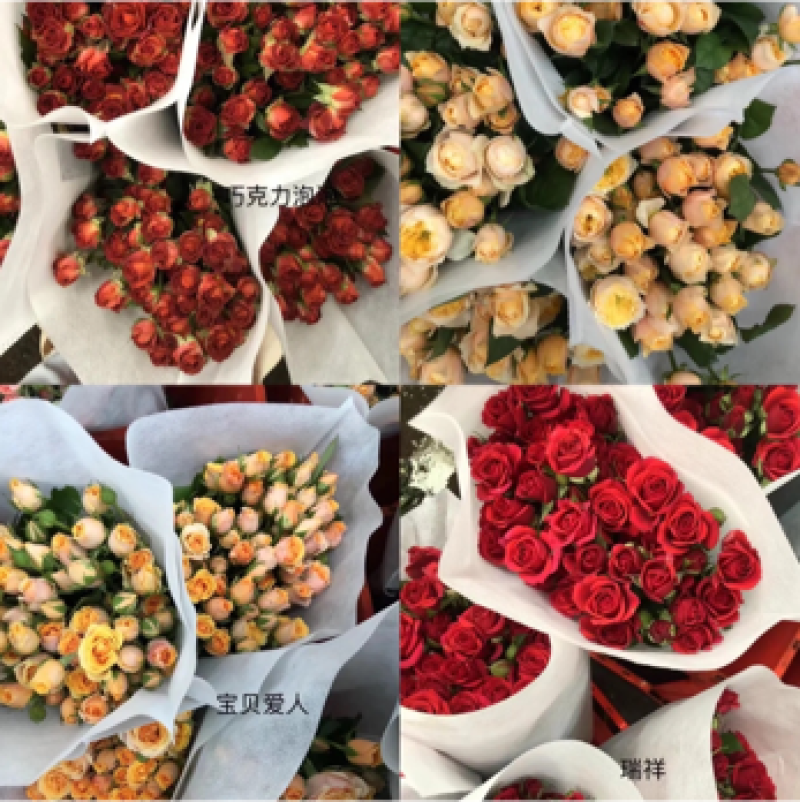 多头玫瑰花云南昆明基地直发颜色齐全现採打包新鲜到家