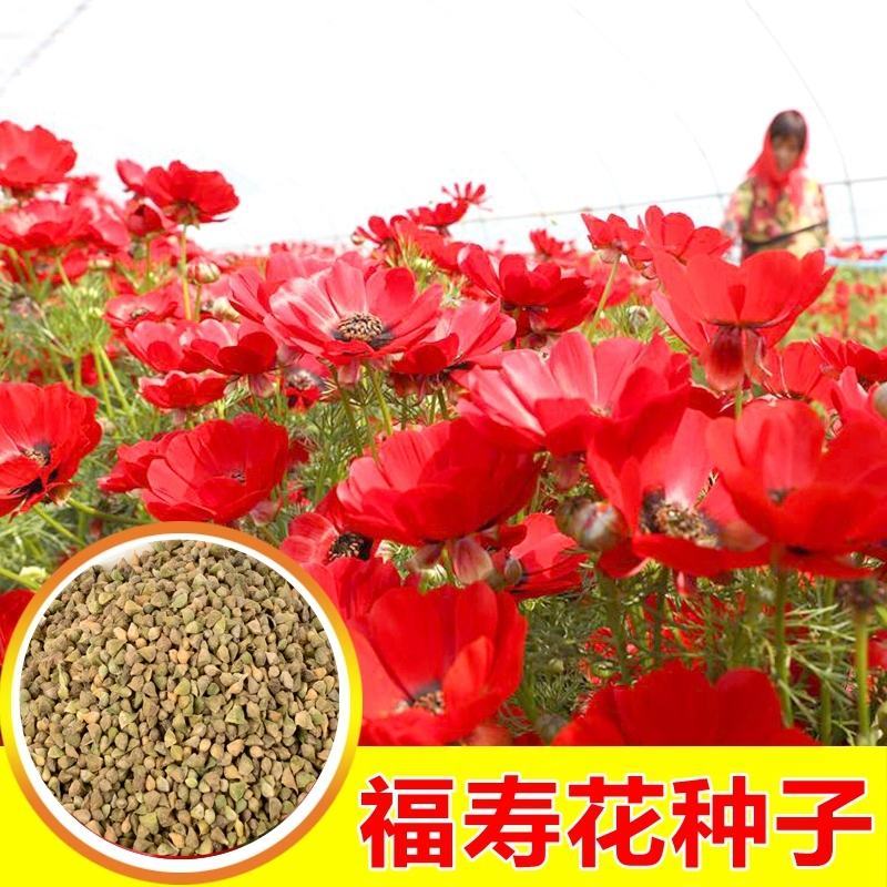 麦仙翁种子四季播种粗生野花种子籽易种易活阳台盆栽庭院观赏