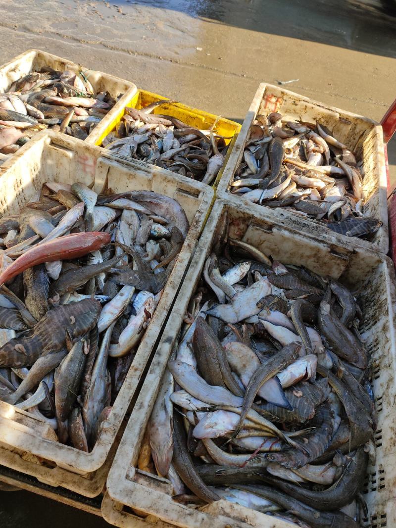 小海杂鱼批发红娘子辫子鱼花手绢风楼板大量批发价格优惠
