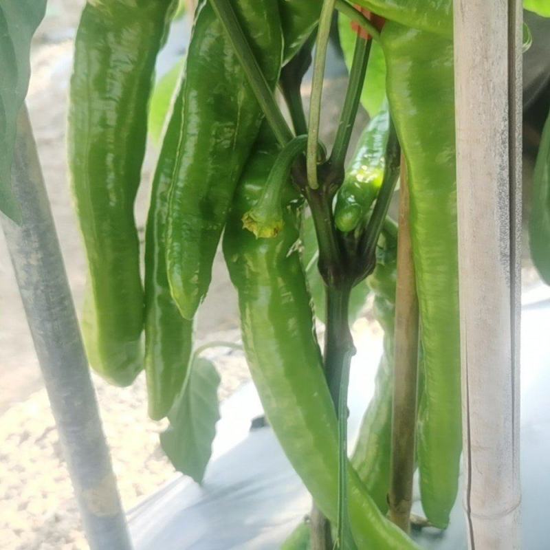 精品农户黄皮椒牛椒大量上市实力代办
