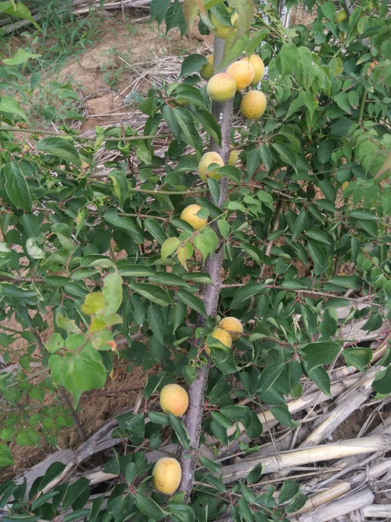 青梅乌梅