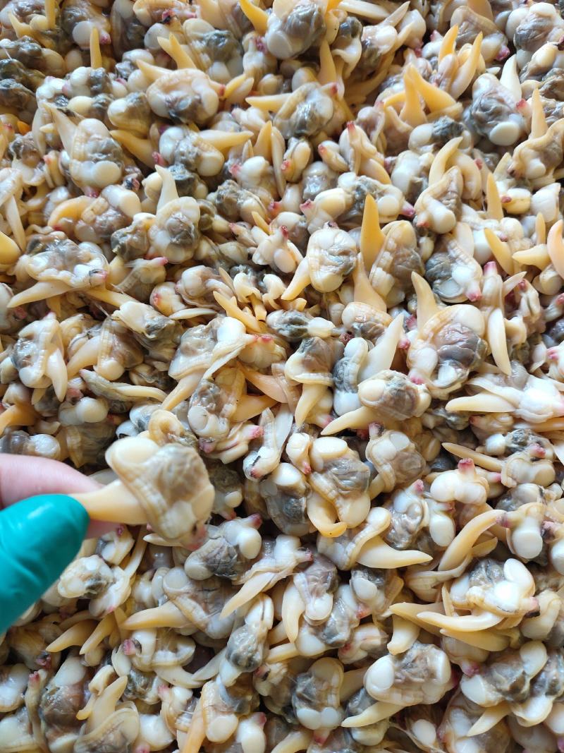 黄蚬肉东港黄蚬肉蛤蜊肉大量批发支持线上交易